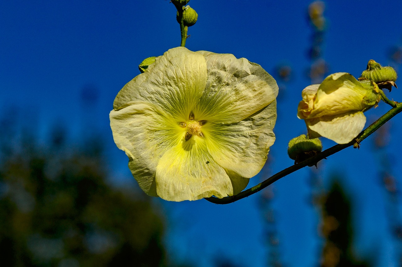 stock rose  garden  flowers free photo