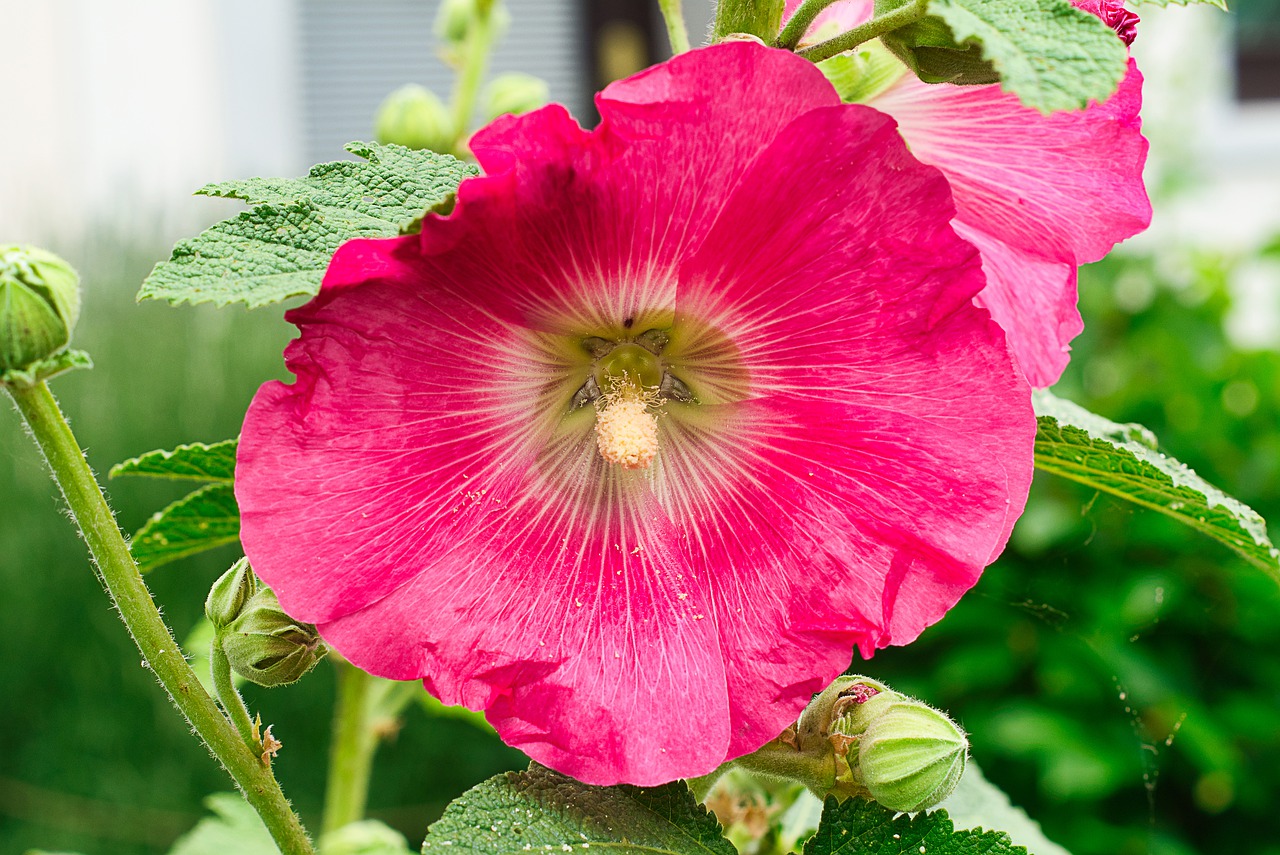 stock rose  red  flower free photo