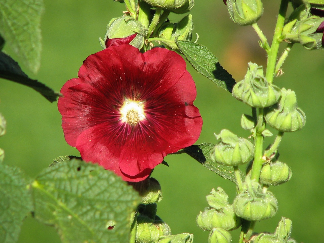 stock rose mallow red free photo