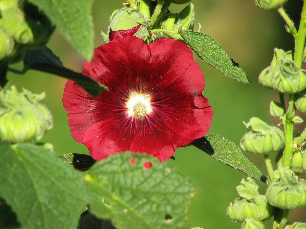 stock rose mallow red free photo