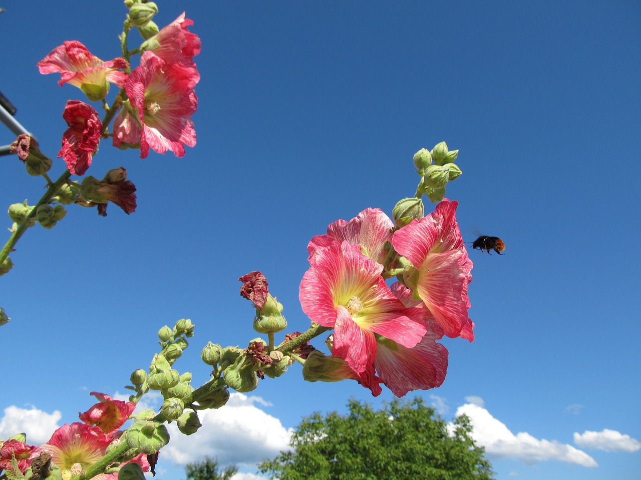 stock rose summer blossom free photo