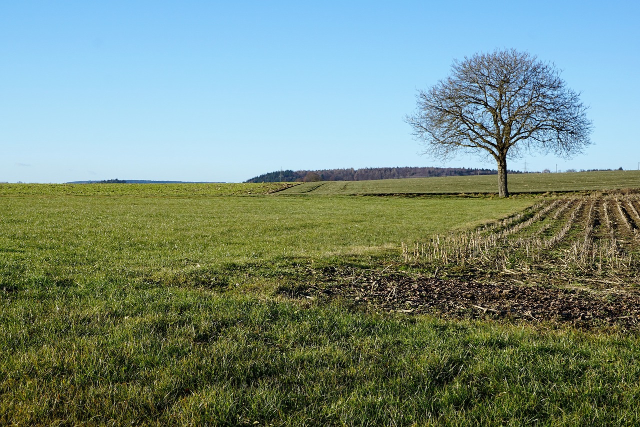 stockach meadow field free photo