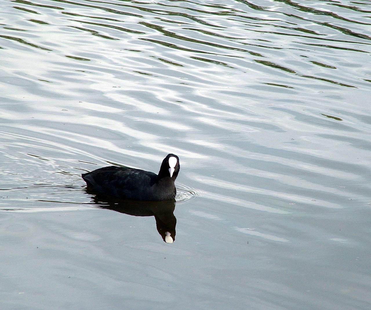 mallard water waves free photo