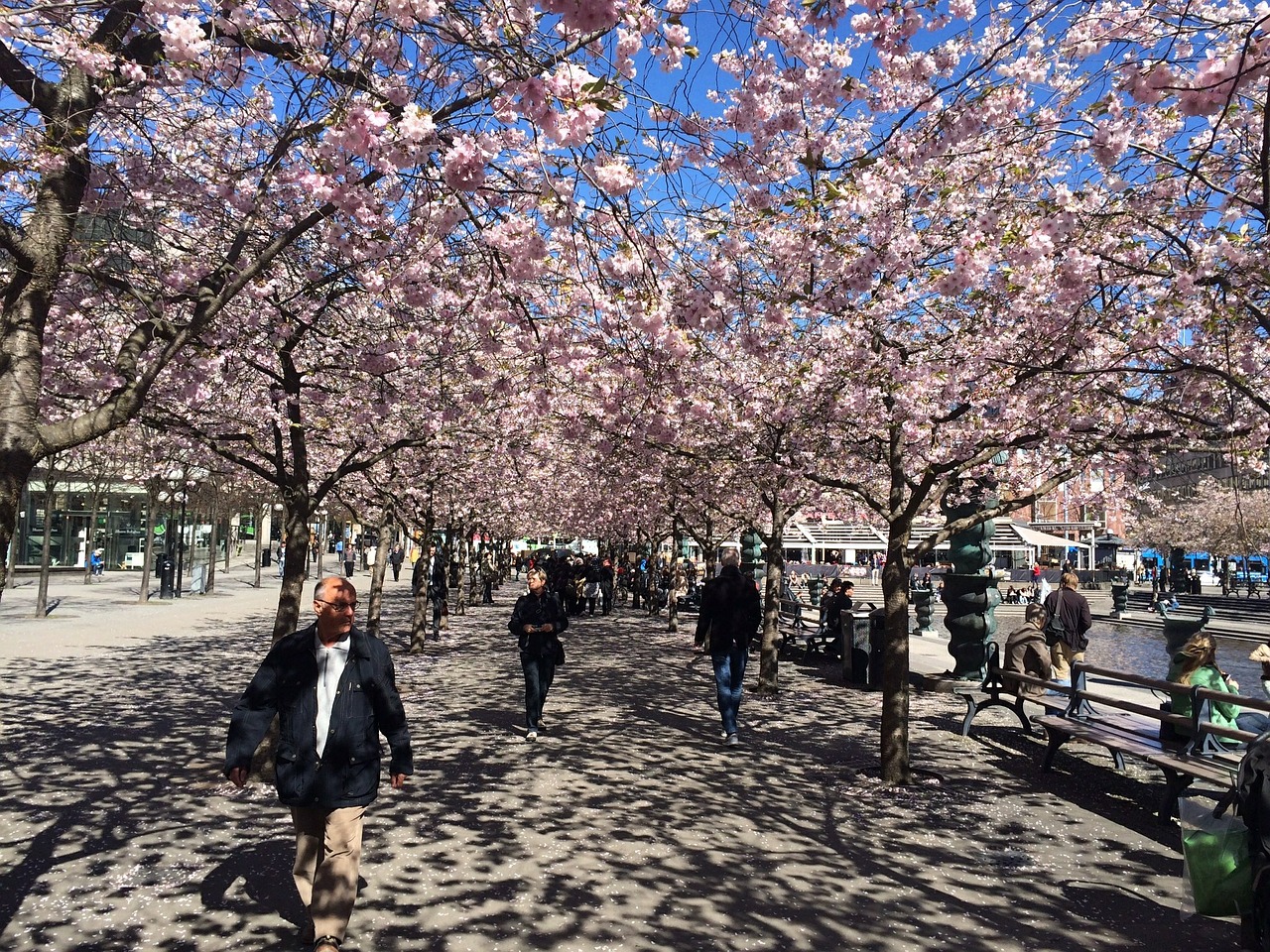 stockholm spring bloom free photo