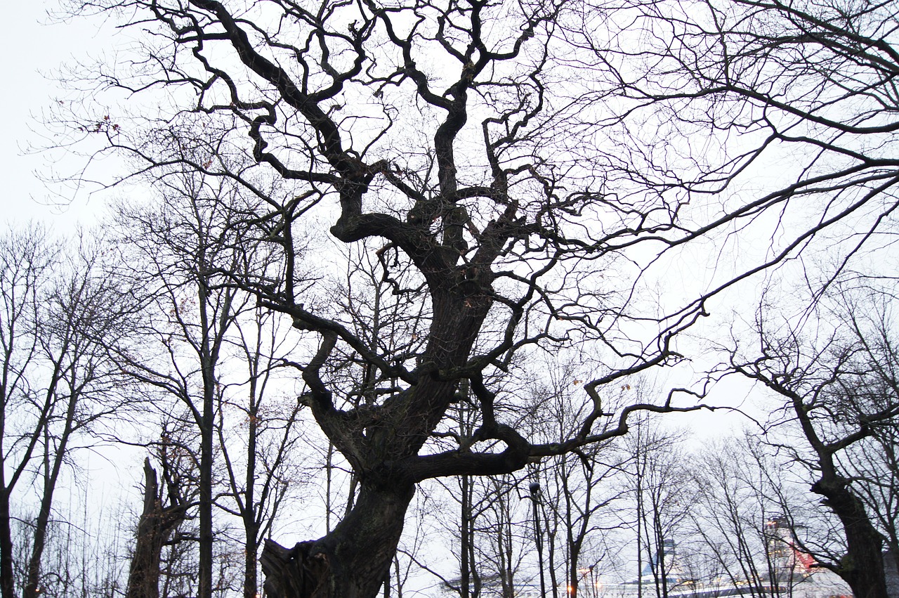 stockholm winter tree free photo