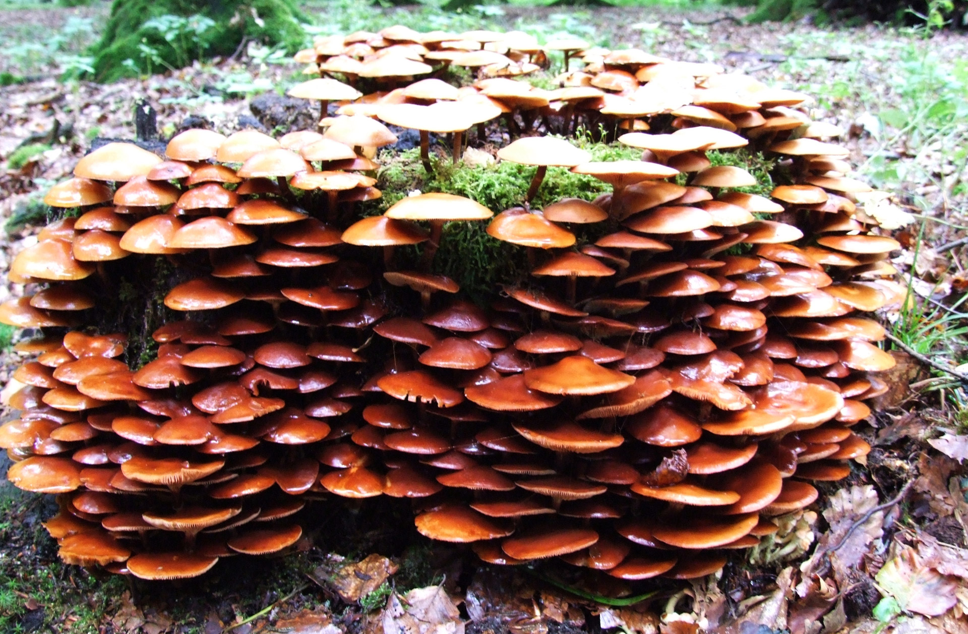 mushroom forest leaves free photo