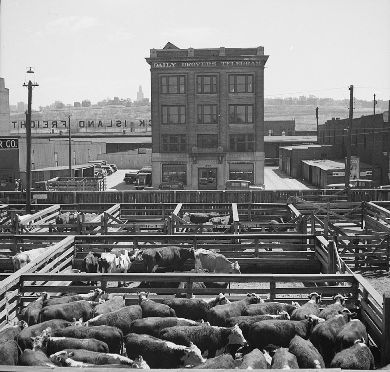 stockyards livestock beef free photo