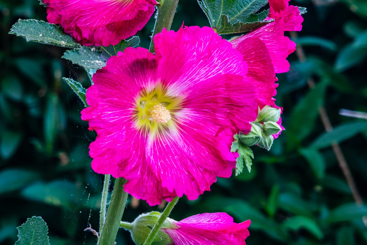 stokrose  purple  plant free photo