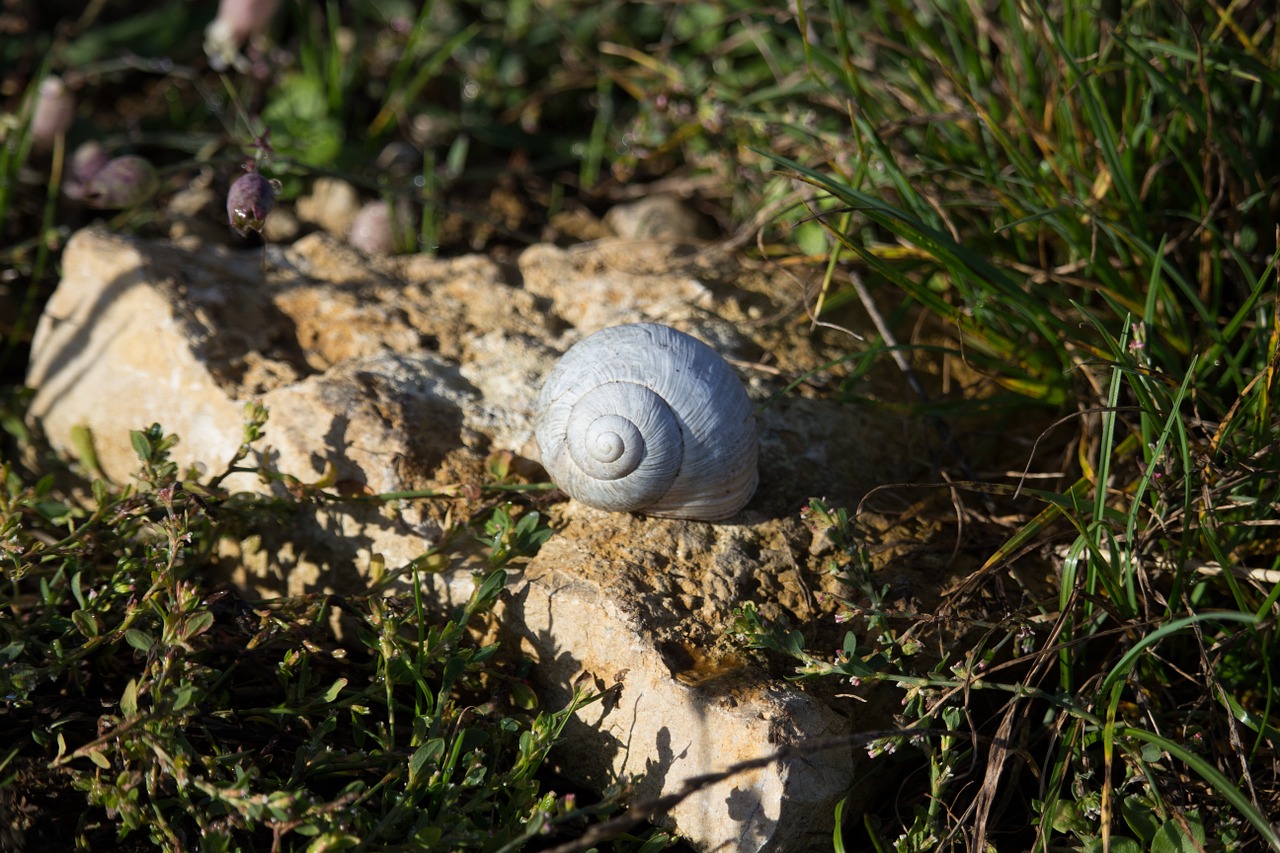 shell snail stone free photo