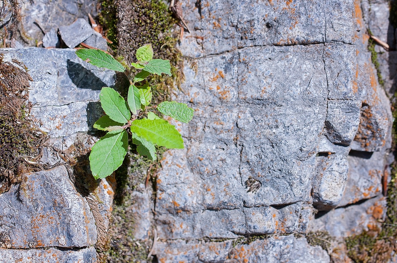 stone rock grey free photo