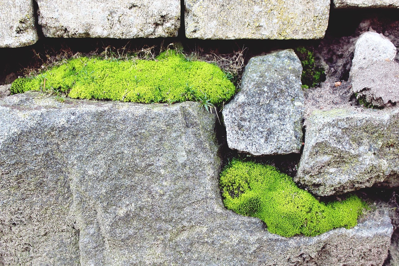 stone stone wall moss free photo