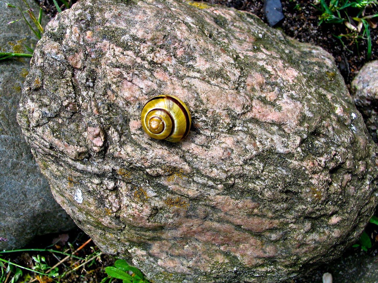 stone nature shell free photo