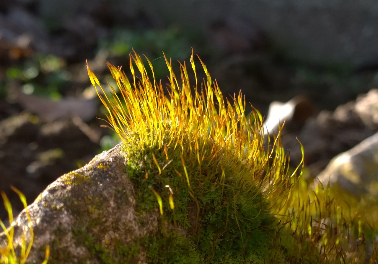 stone moss nature free photo