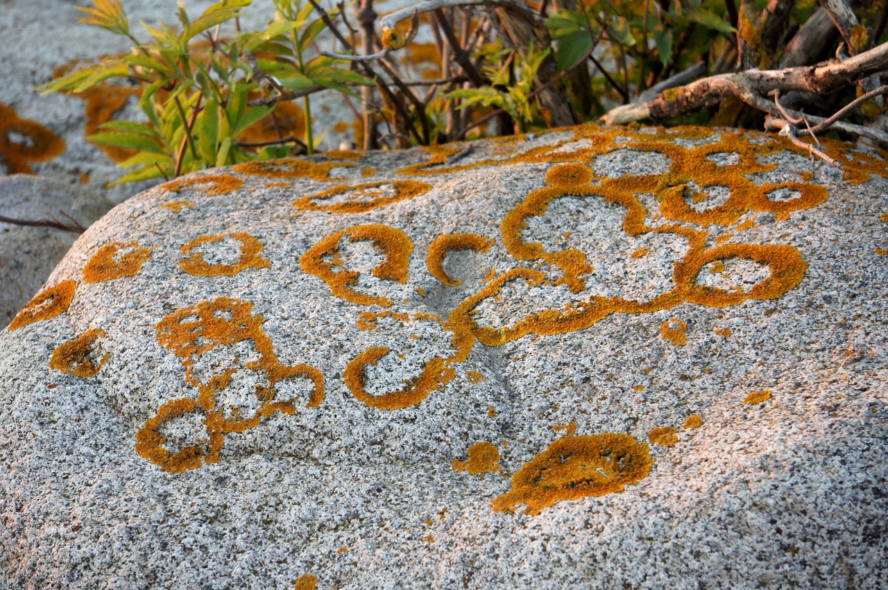 stone moss nature free photo