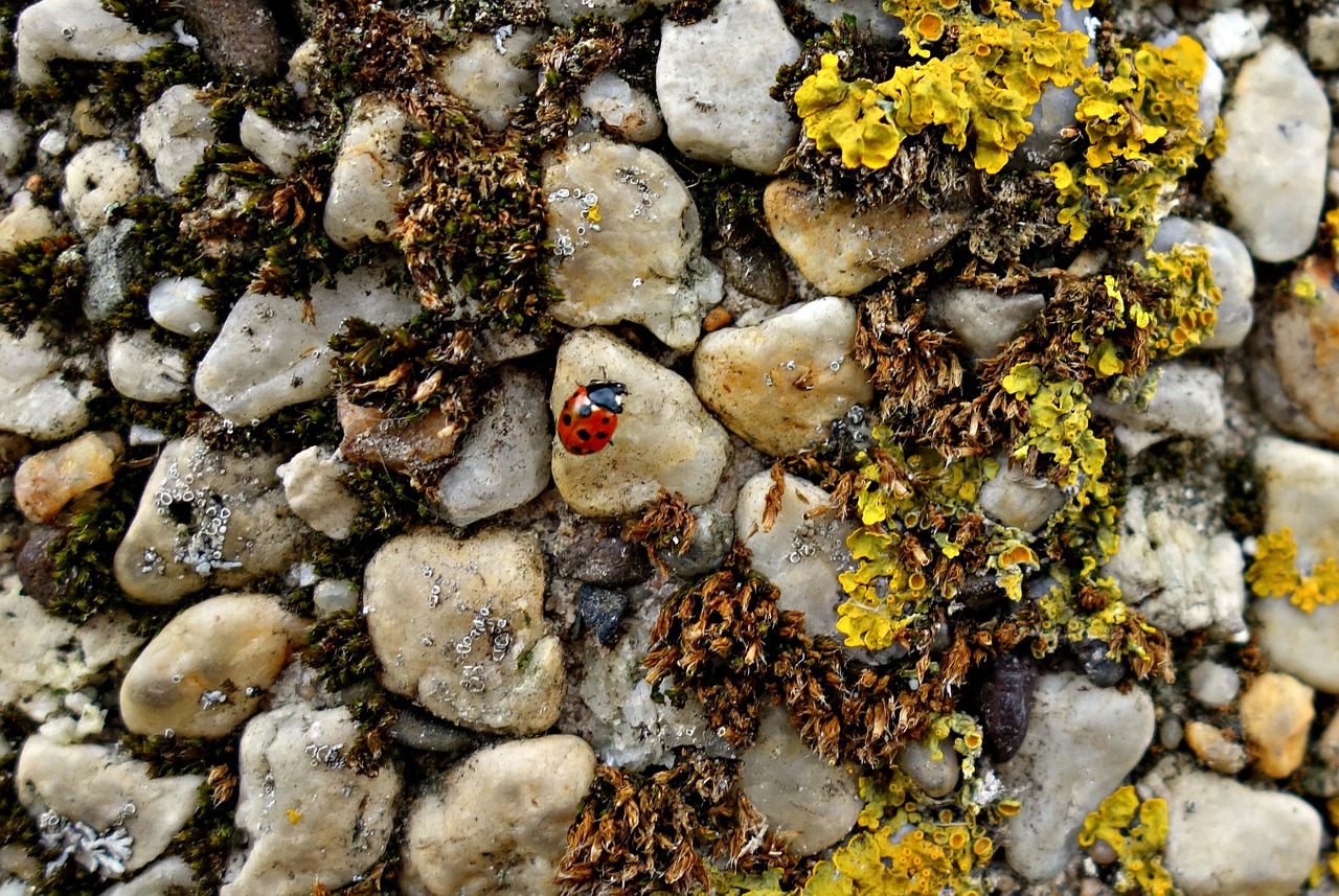 stone pebble moss free photo