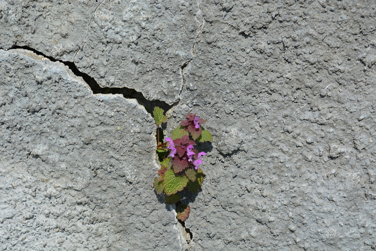 stone nature plant free photo