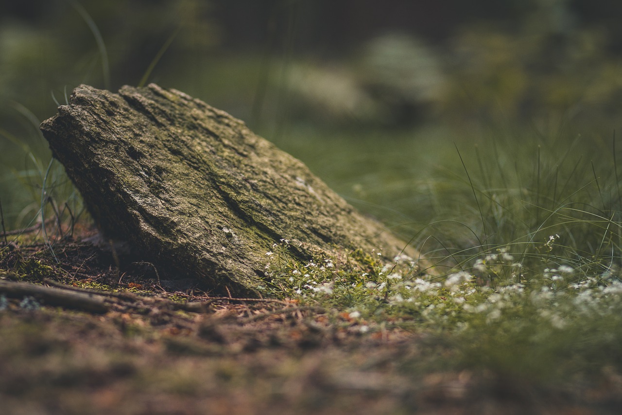 stone grass forest free photo