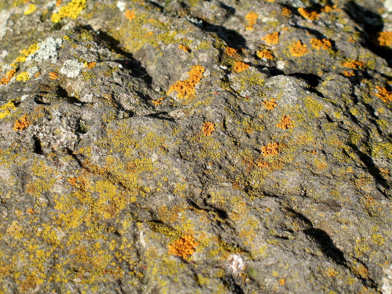 stone weave nature free photo