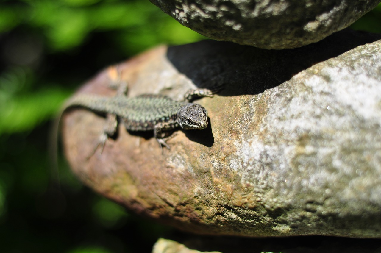 stone lizard reptile free photo