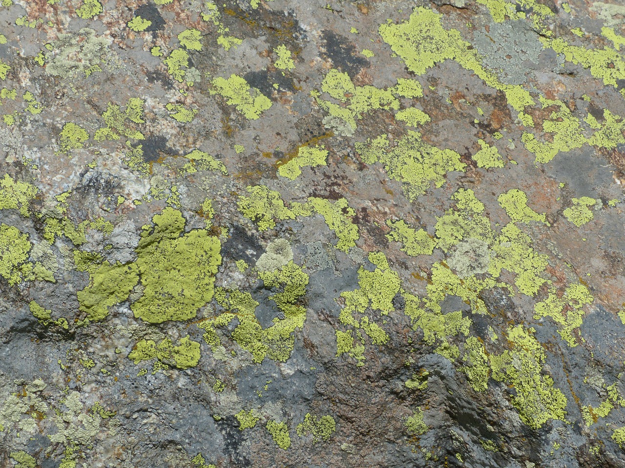 stone lichen rock lichen free photo