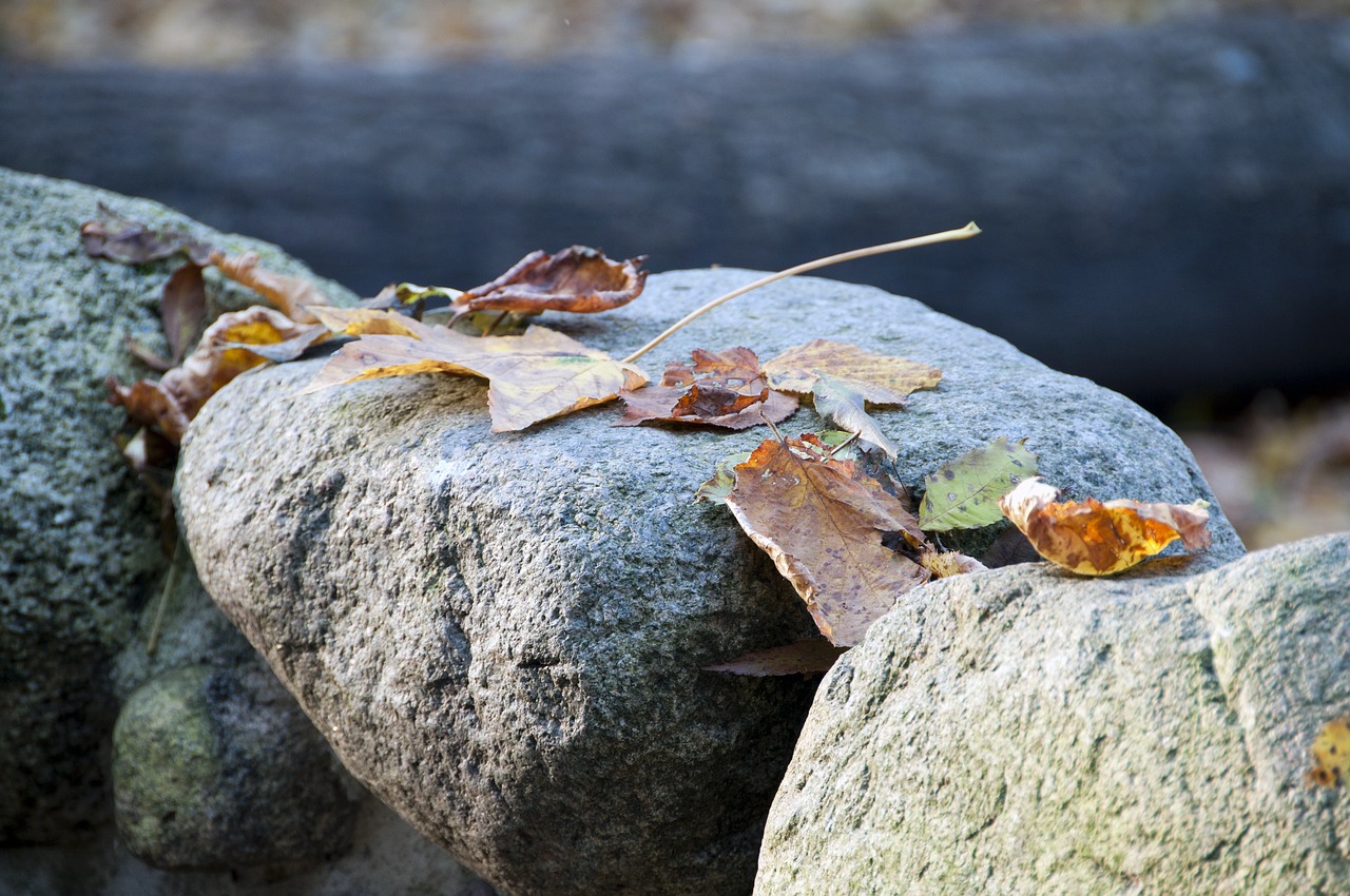 stone foliage nature free photo