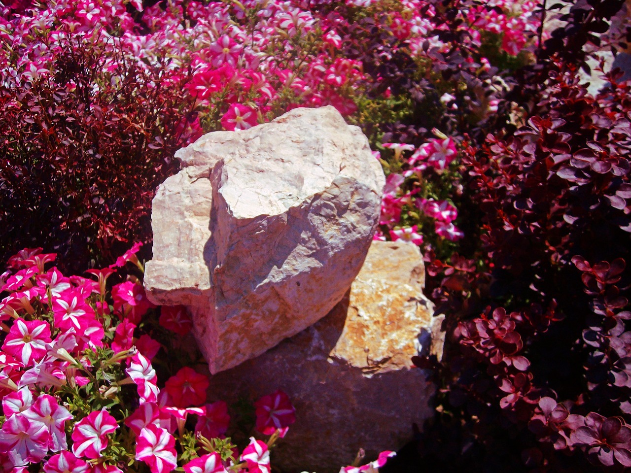 stone flowers petunia free photo