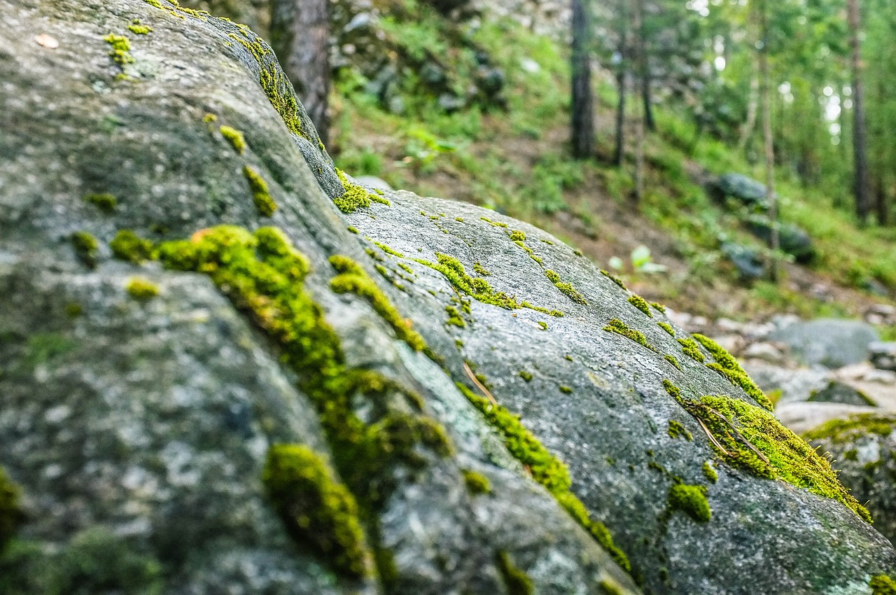 stone forest nature free photo