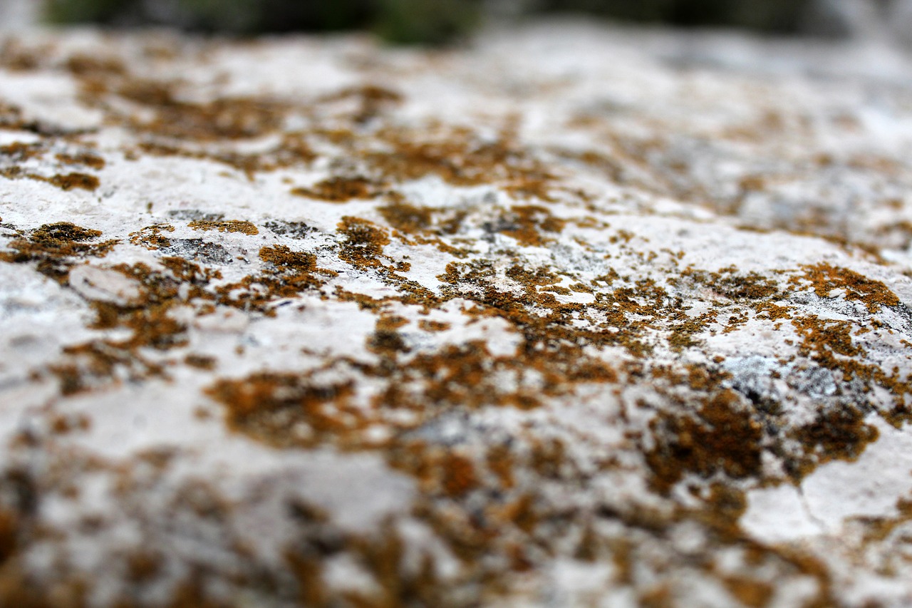 stone macro lichen free photo