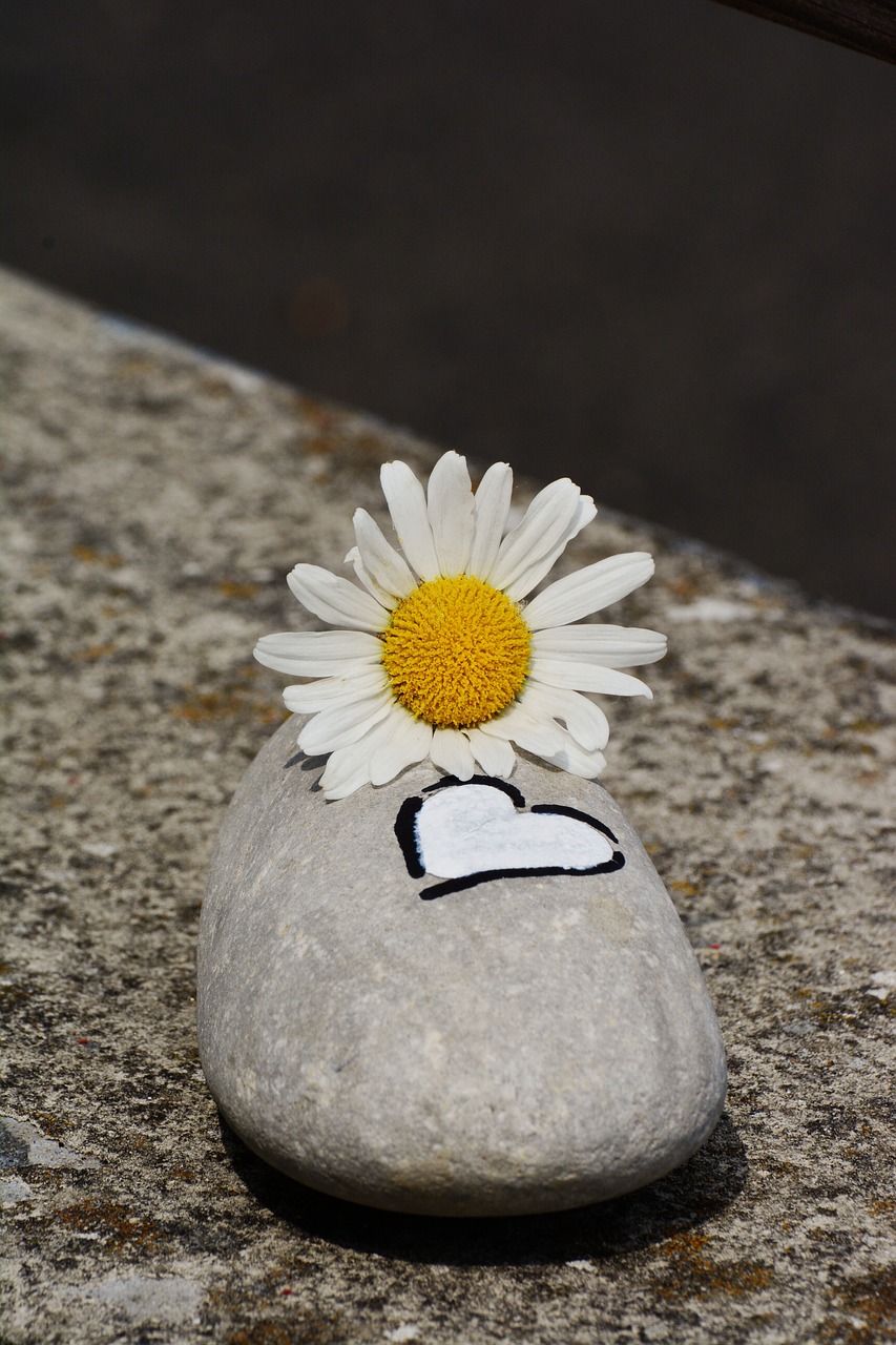 stone marguerite heart free photo