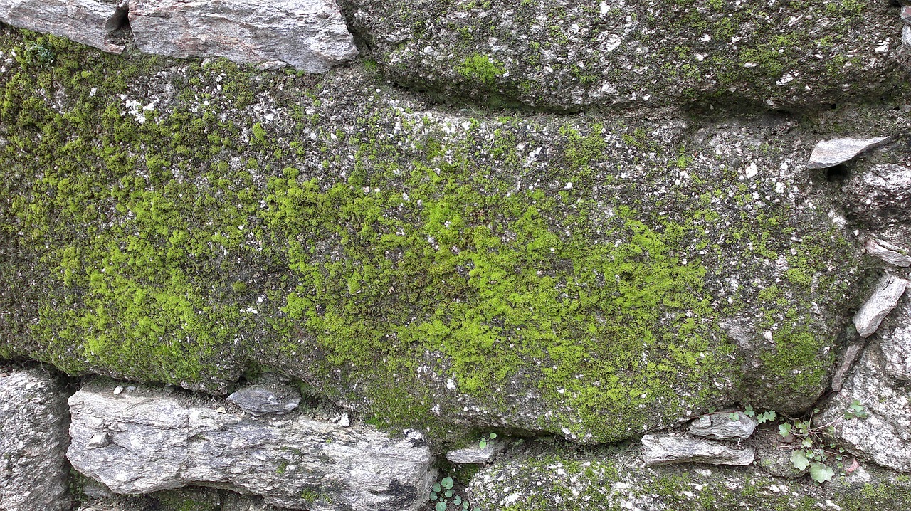 stone wall moss free photo