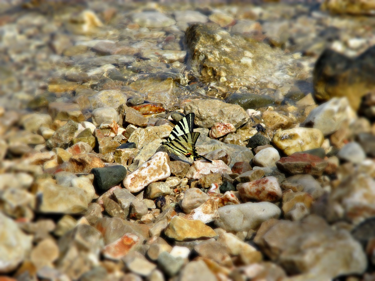 stone butterfly insect free photo