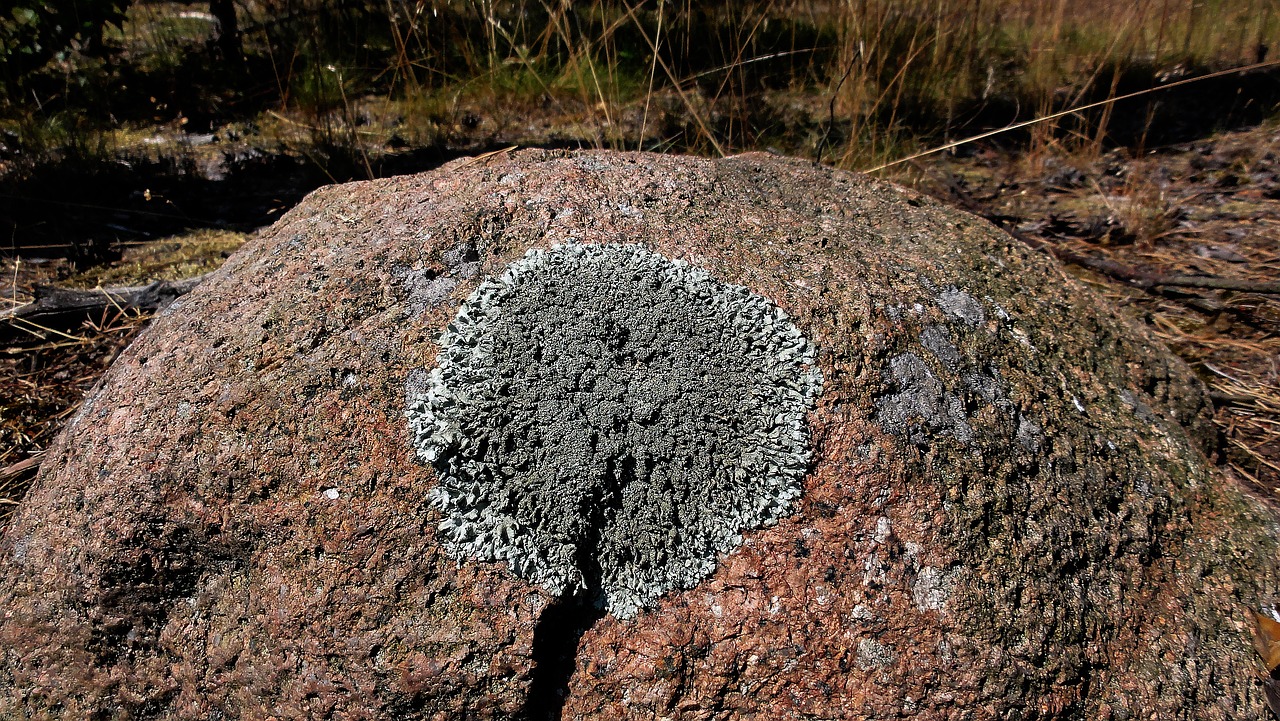stone rosette lichen free photo