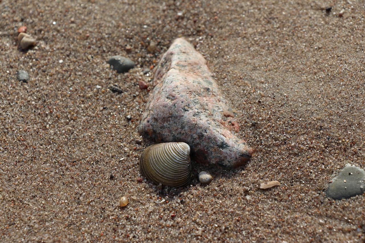 stone shell beach free photo
