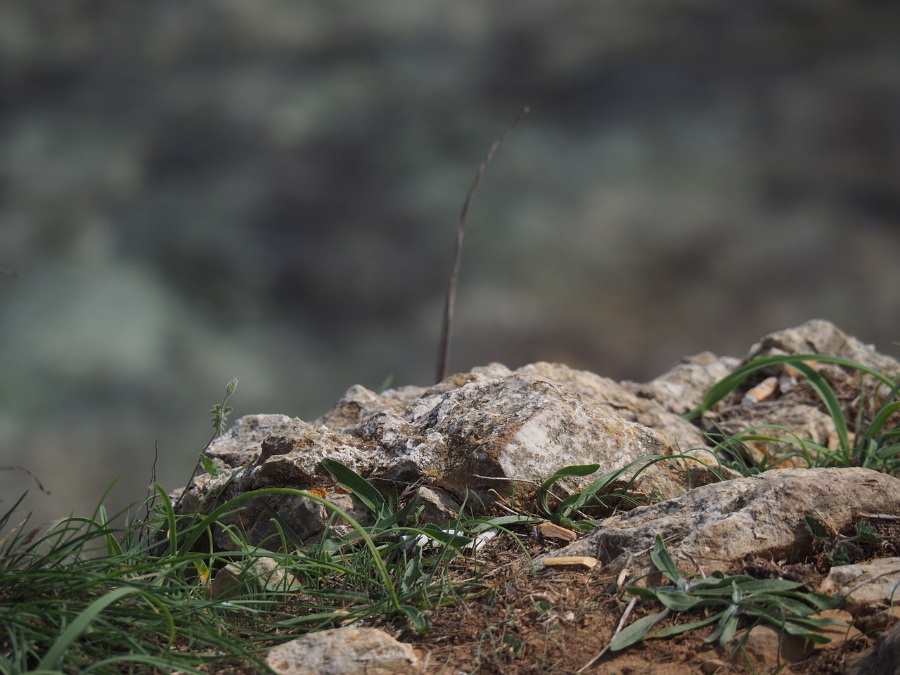 stone grass brown free photo