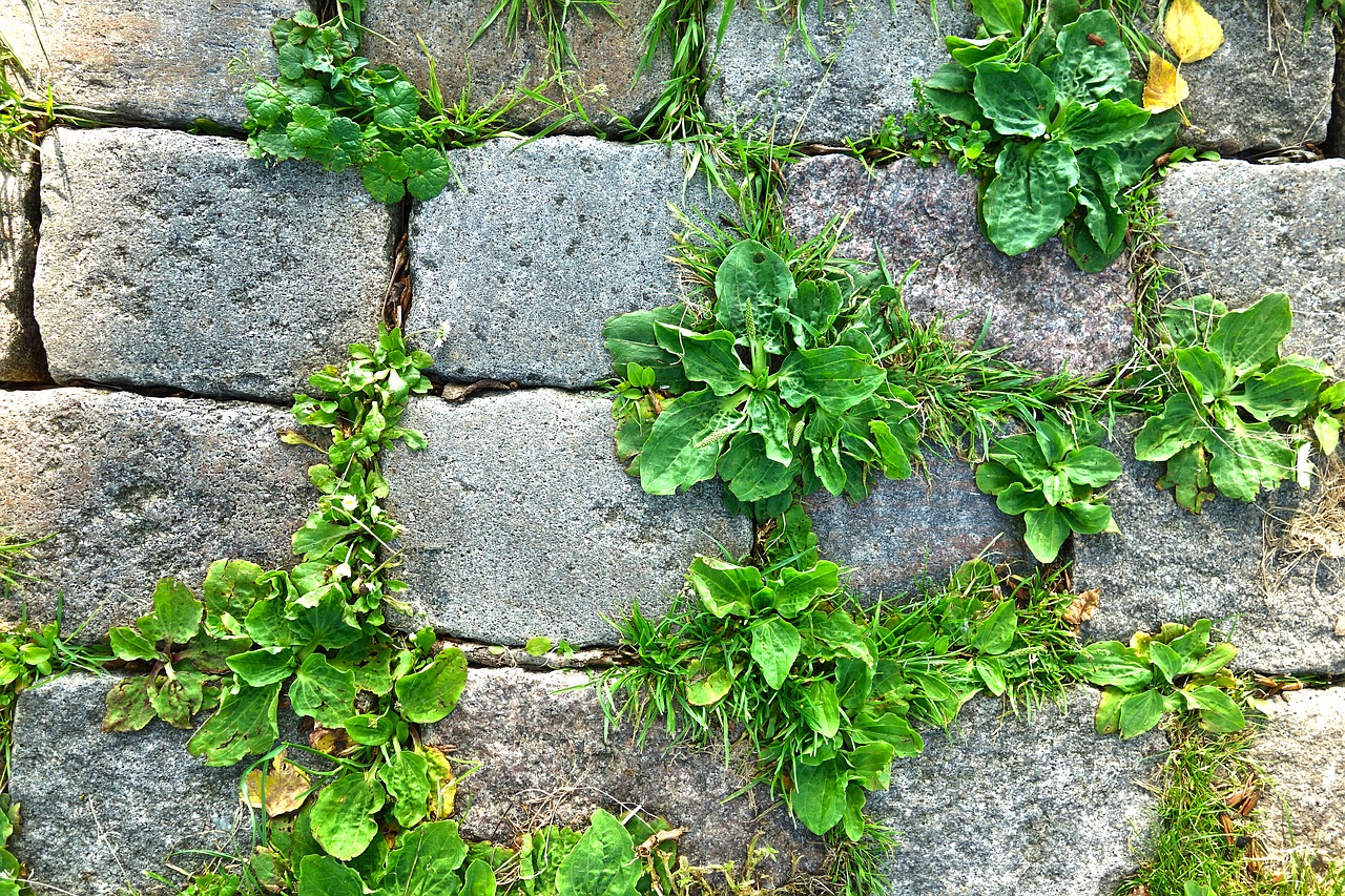 stone cobble cobblestone free photo