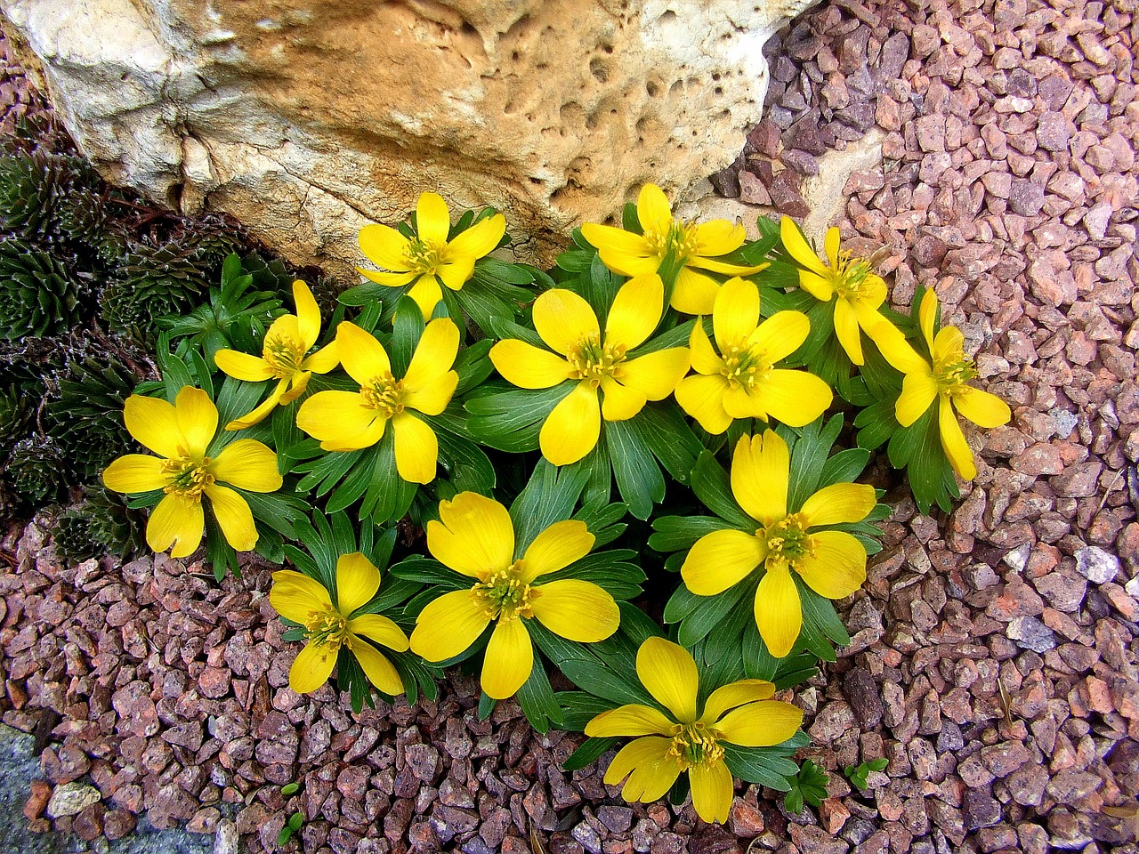 stone yellow spring flowers jewel free photo