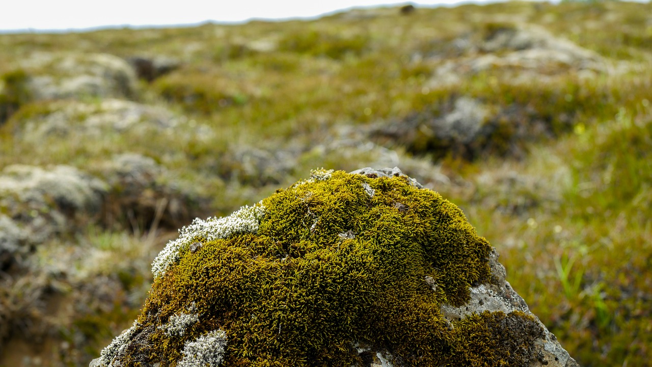 stone moss iceland free photo