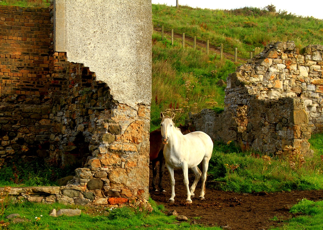 stone horse grass free photo