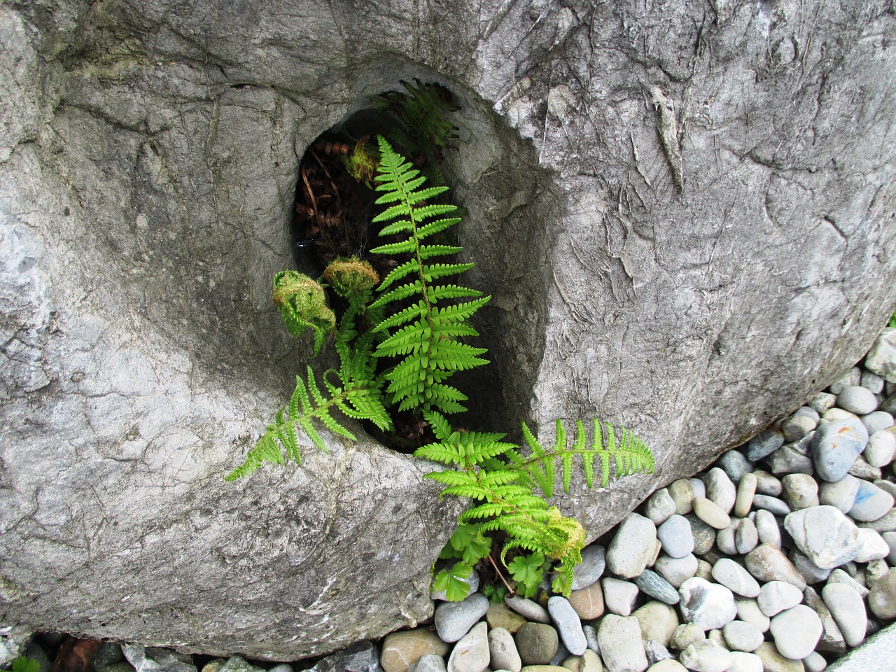 stone fern pebbles free photo