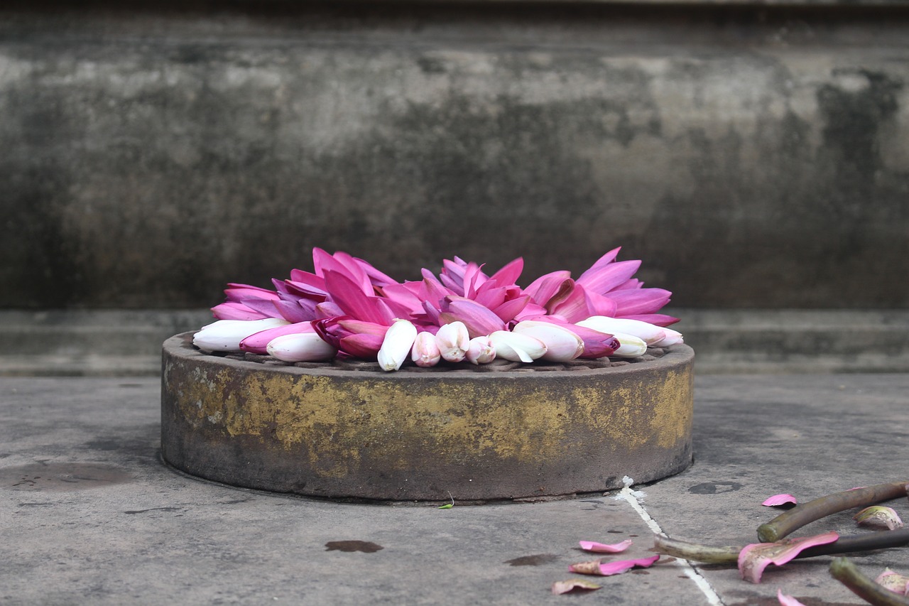 stone  flower  nature free photo