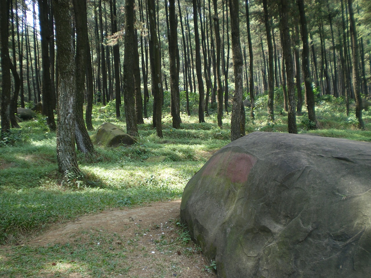 stone forest trees free photo