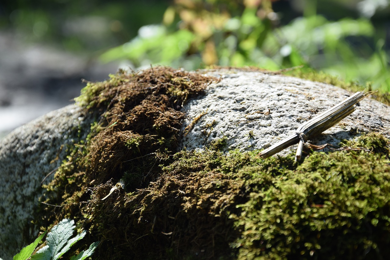 stone  moss  forest free photo