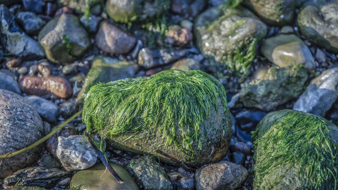 stone  stones  sea grass free photo