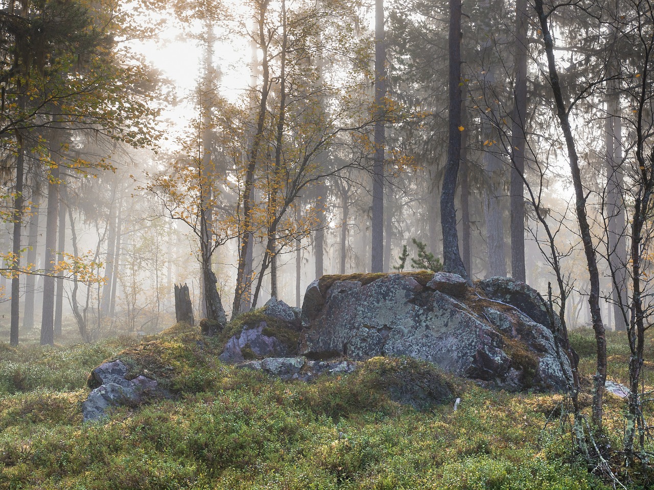 stone forest autumn free photo