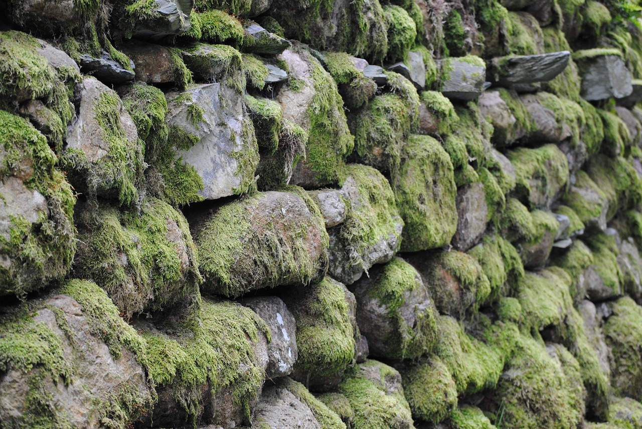 stone moss green free photo