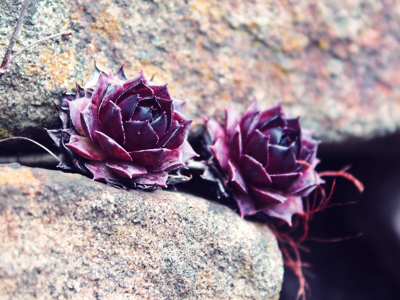 stone blossom bloom free photo