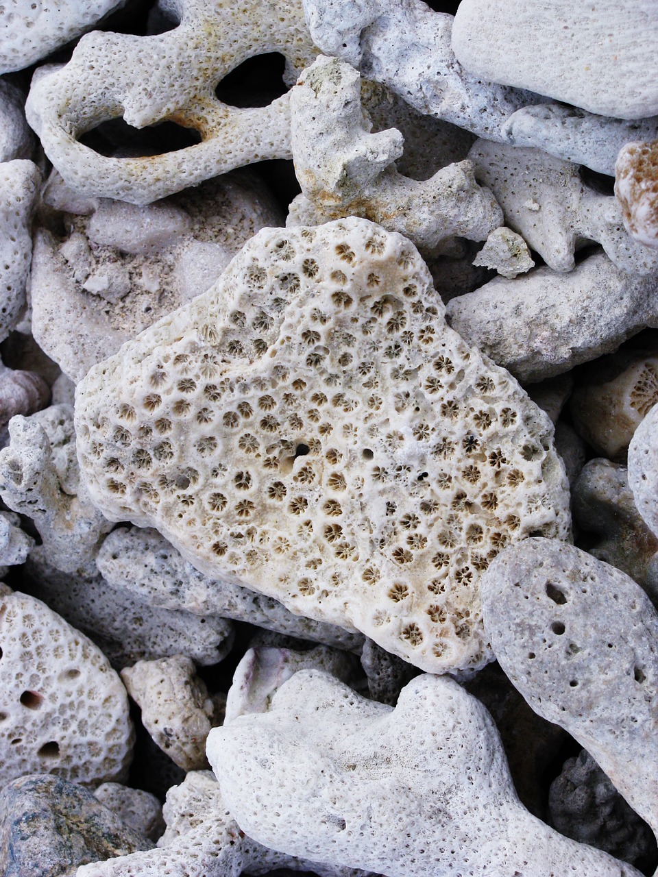 stone natural beach free photo