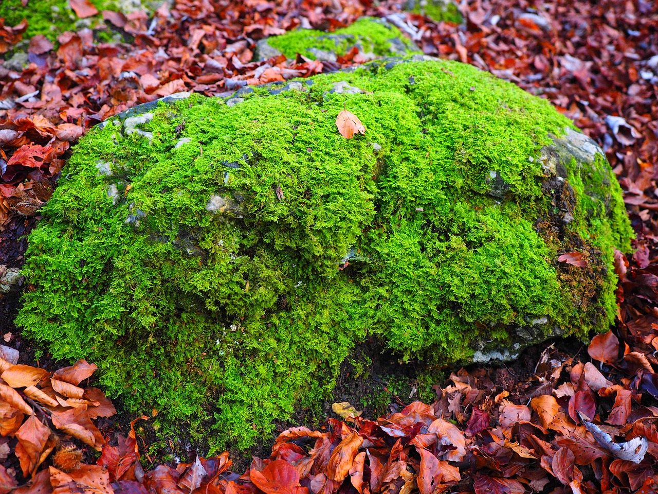 stone moss bemoost free photo