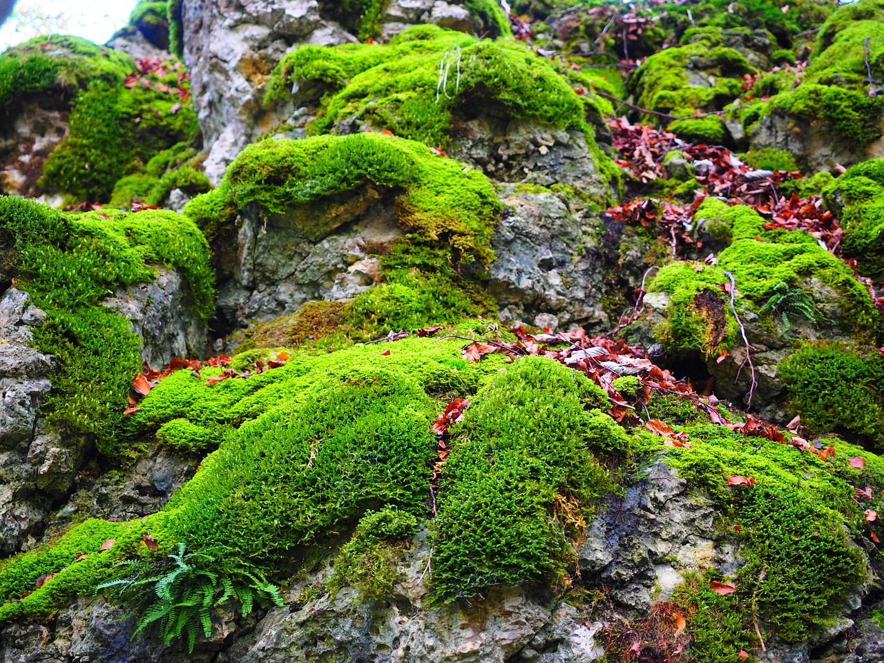 stone moss bemoost free photo