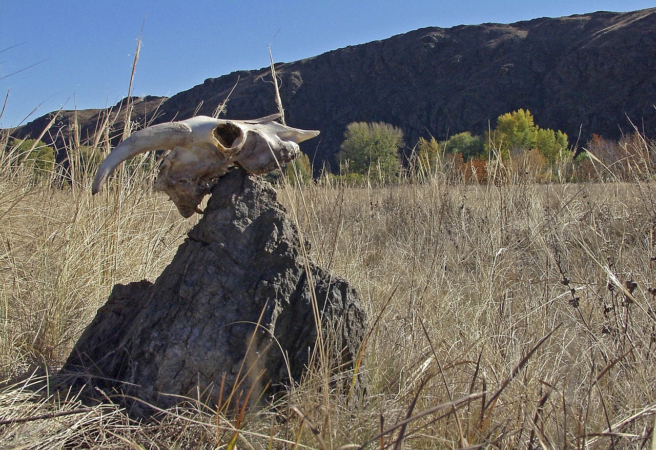 stone skull steppe free photo